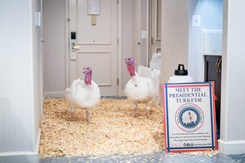 Presidential Turkeys Bread and Butter in a hotel room